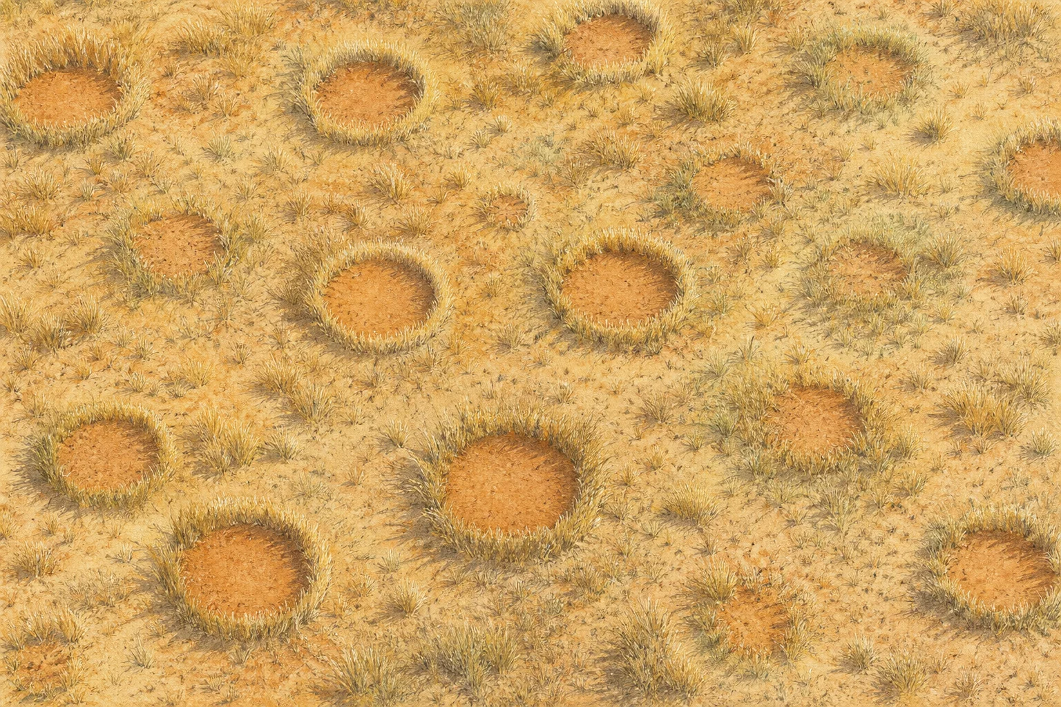 Top-down editorial illustration of Namib fairy circles at different stages, from small gaps to mature rings and recolonizing patches