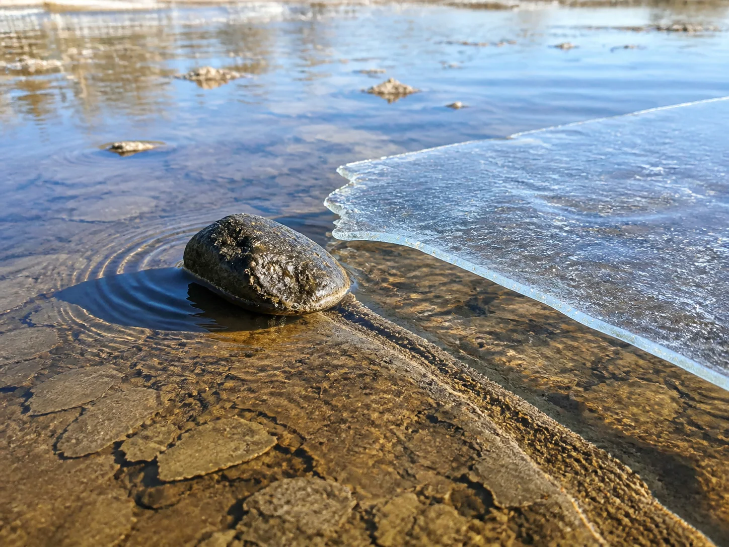 A thin ice panel nudging a dark stone across shallow water and wet mud